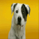 80_43.gif