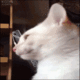 80_46.gif