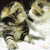 kissu_by_miaowkat-d8qun5j.gif